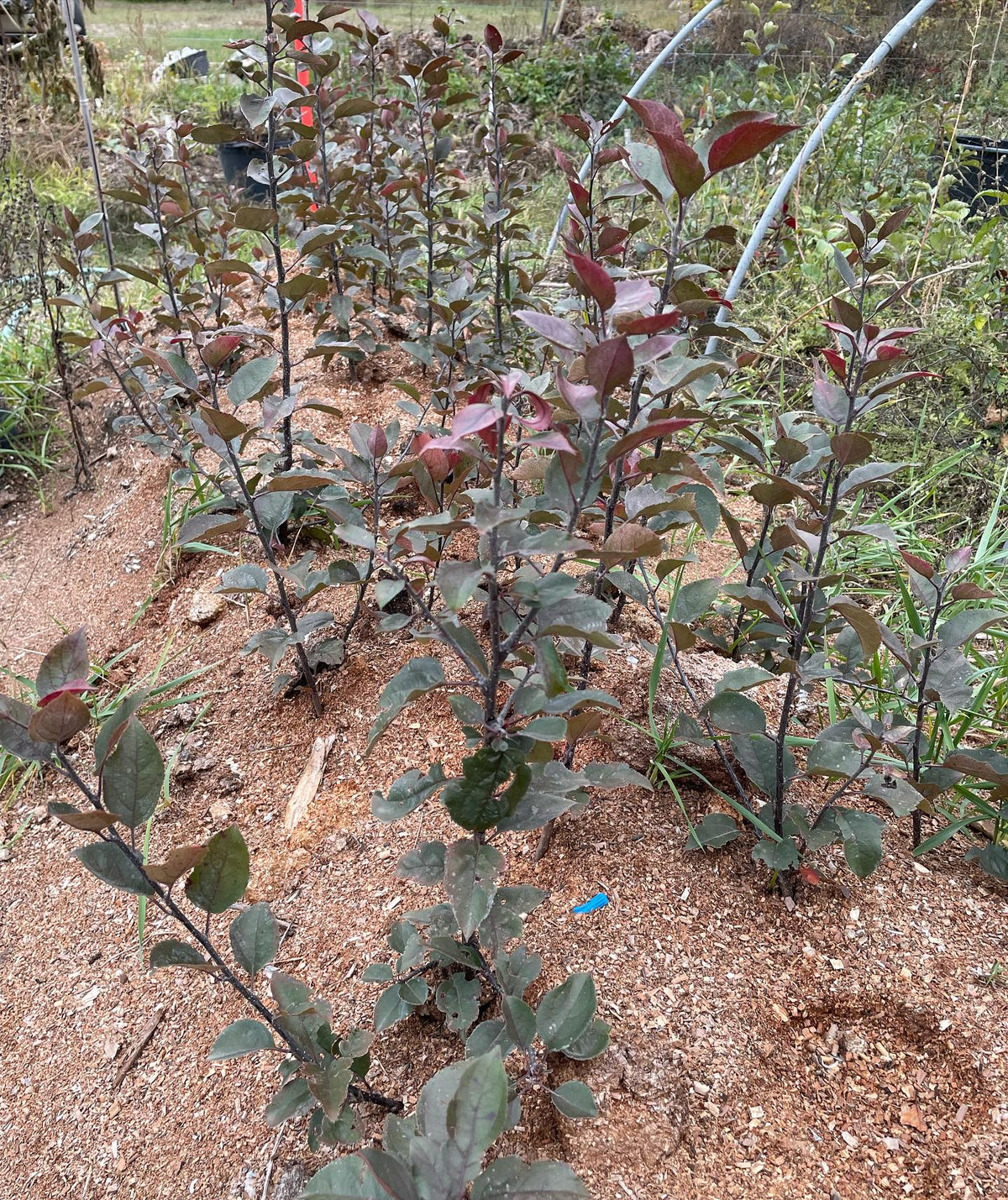 b118 stoolbed grew well in it’s second year, 2-3 ft growth is as big as I want for a rootstock, image 2 of 2