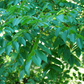 Buartnut (Juglans x bixbyi) (Zone 4)