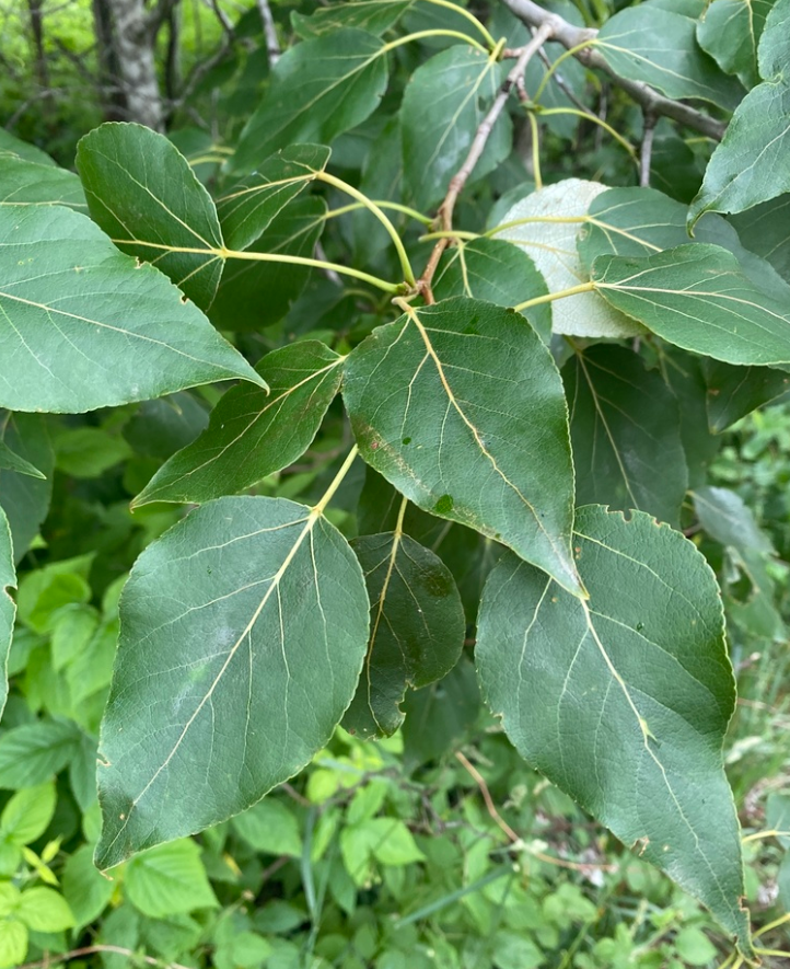 Peuplier baumier (Populus balsamifera) - Boutures de feuillus