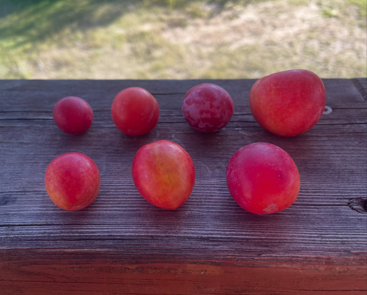 American, Sokol, Toka, and Canada wild plum comparison, photograph 1 of 2