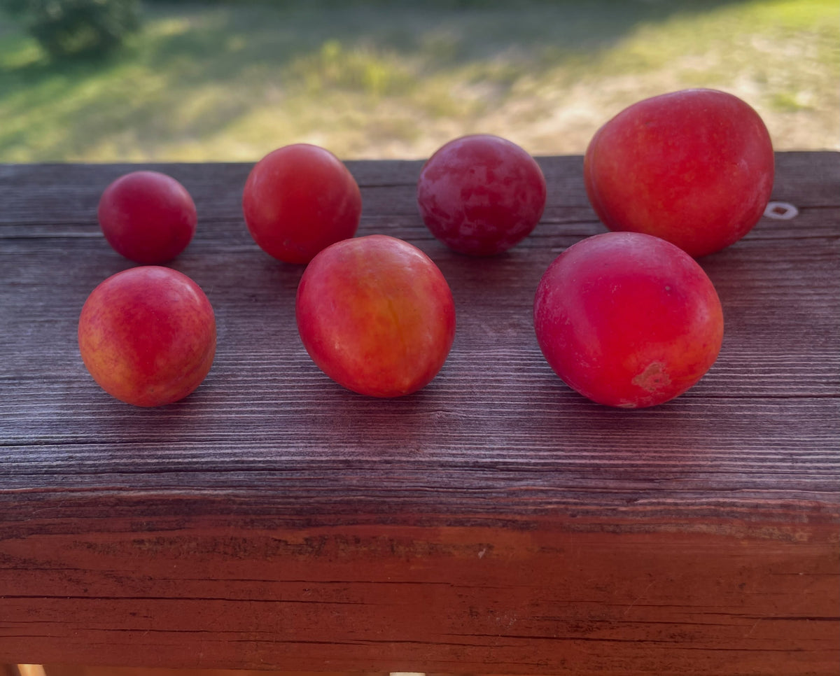 American, Sokol, Toka, and Canada wild plum comparison, photograph 2 of 2