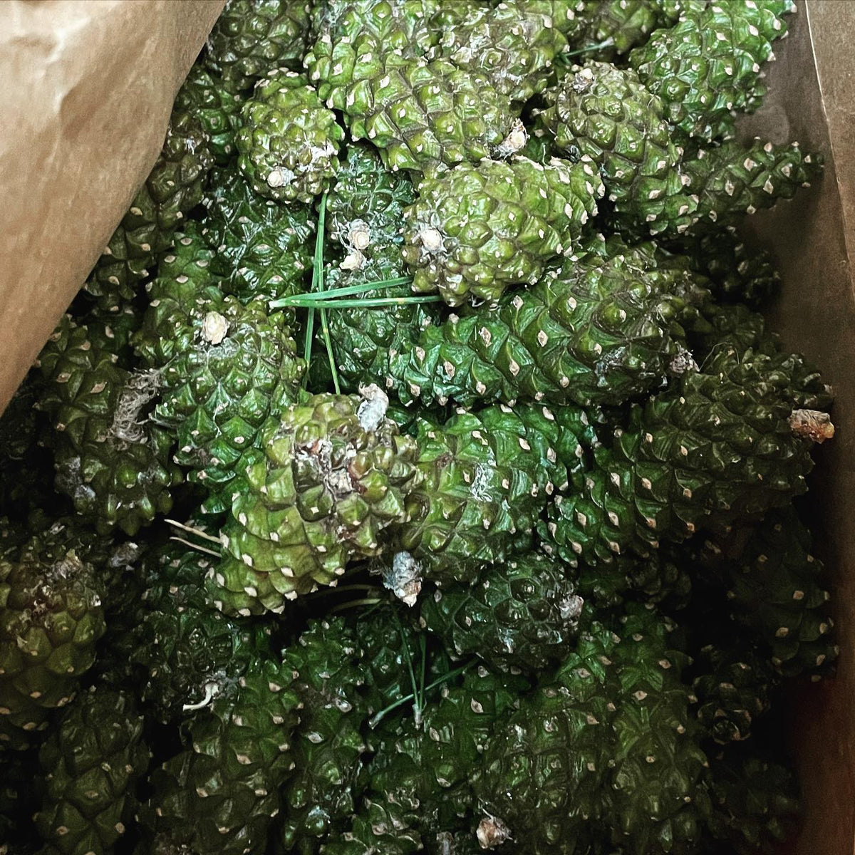 bag of Scots pine cones for seed