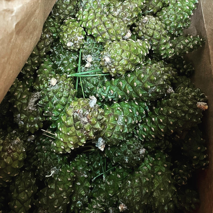 bag of Scots pine cones for seed