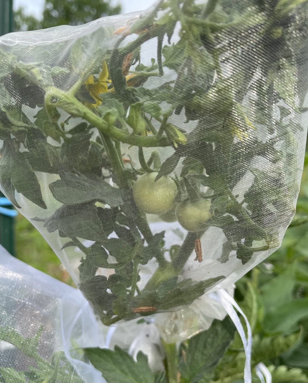 bagging heirloom tomato flowers to try and ensure their seeds are true to type