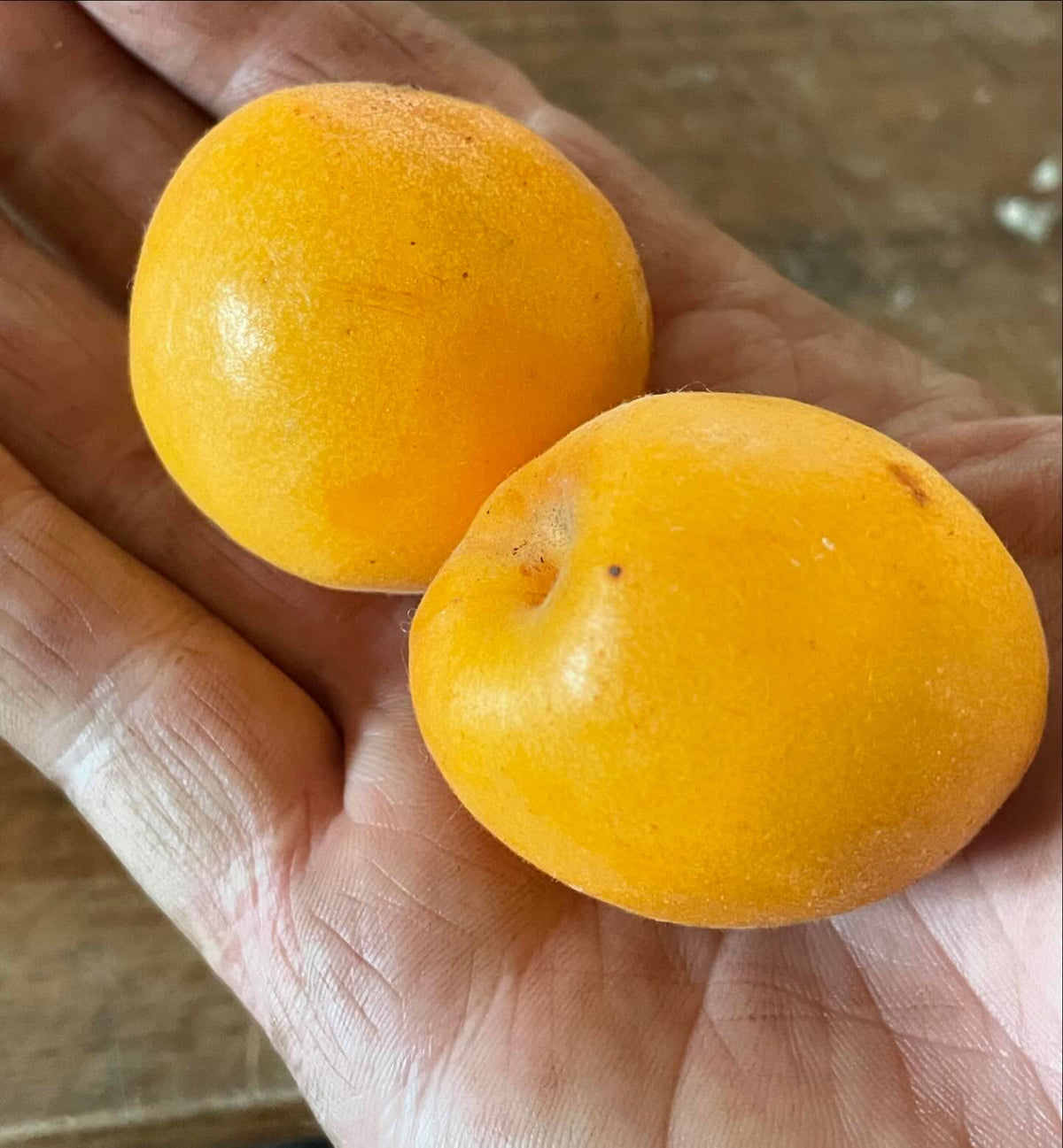 baker’s gold apricots ripe this week, image 1 of 2