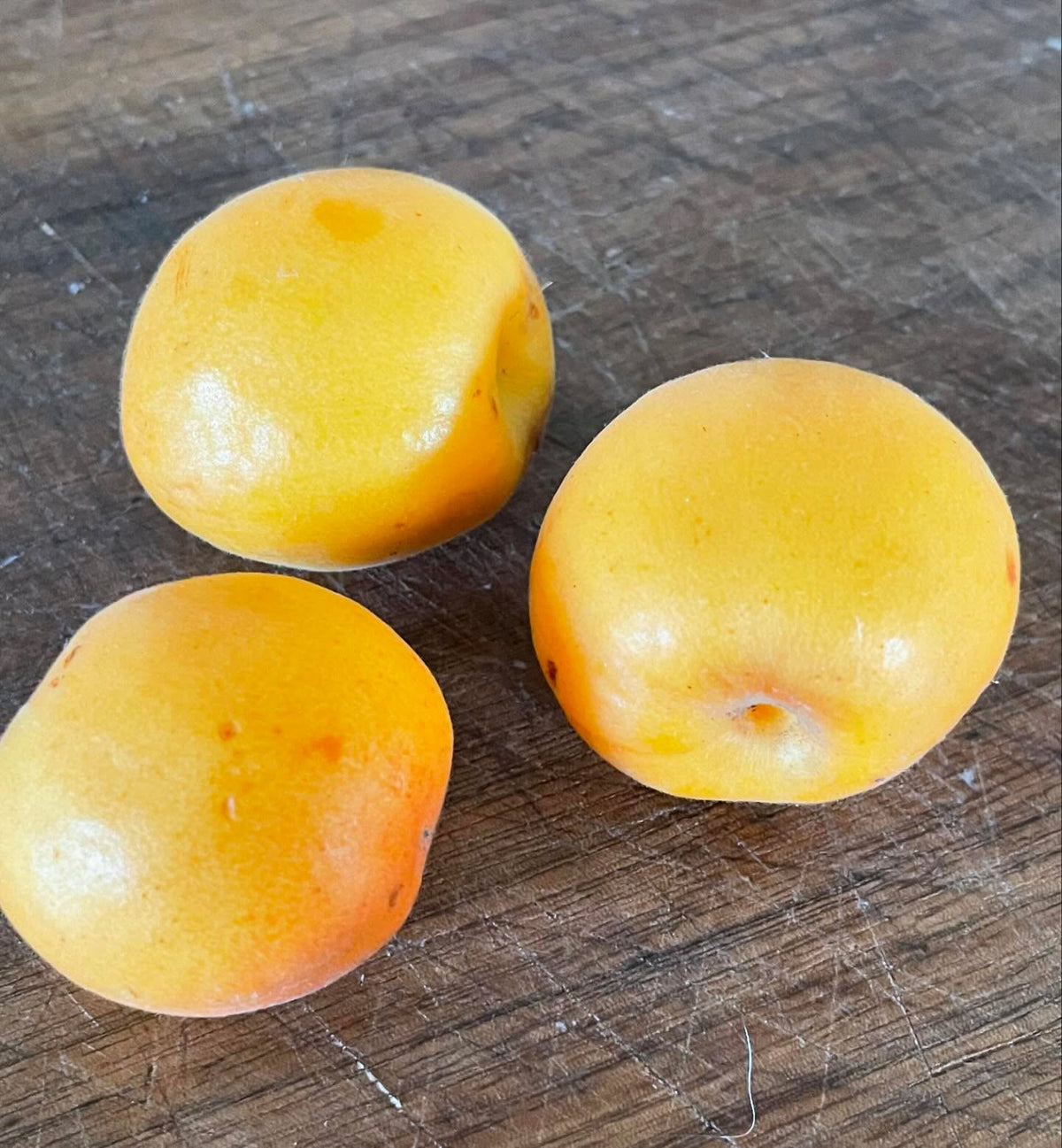 baker’s gold apricots ripe this week, image 2 of 2