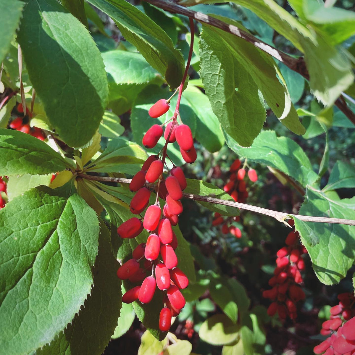 barberry, a shrub covered in these racemes of bright red edible fruit, image 1 of 2