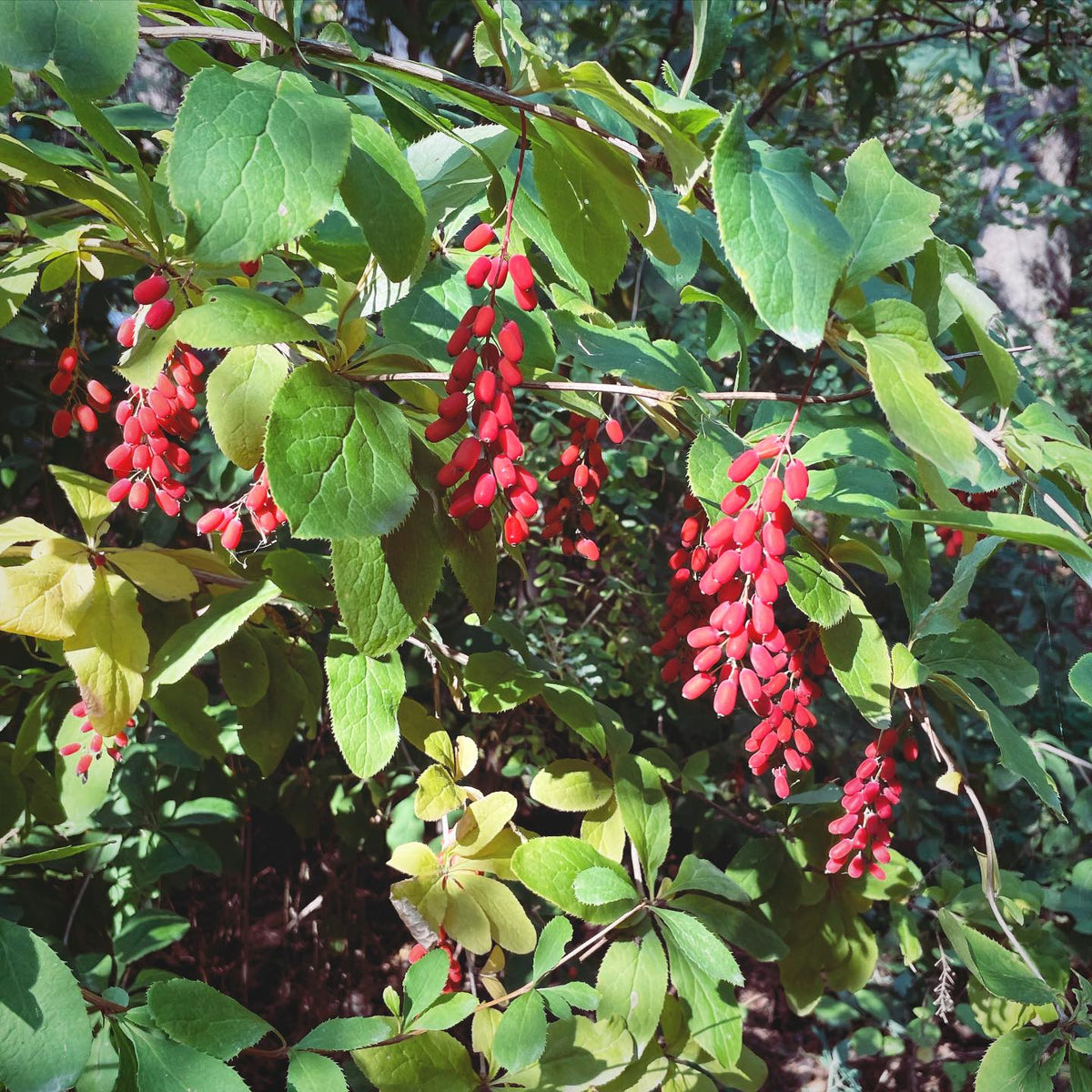barberry, a shrub covered in these racemes of bright red edible fruit, image 2 of 2