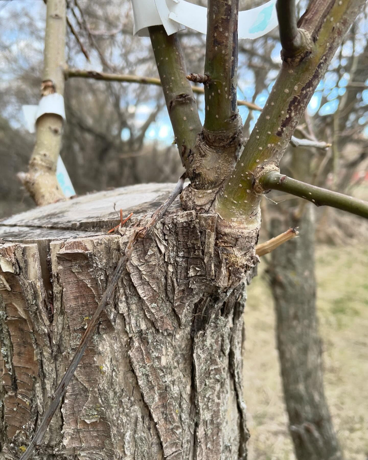 bark grafts on an old pear tree, top worked two years ago from ussurian pear, image 1 of 2