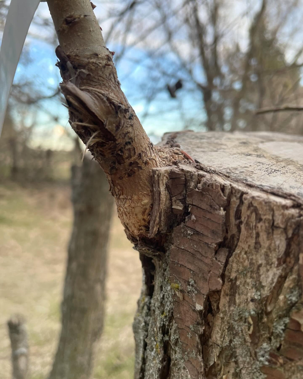 bark grafts on an old pear tree, top worked two years ago from ussurian pear, image 2 of 2