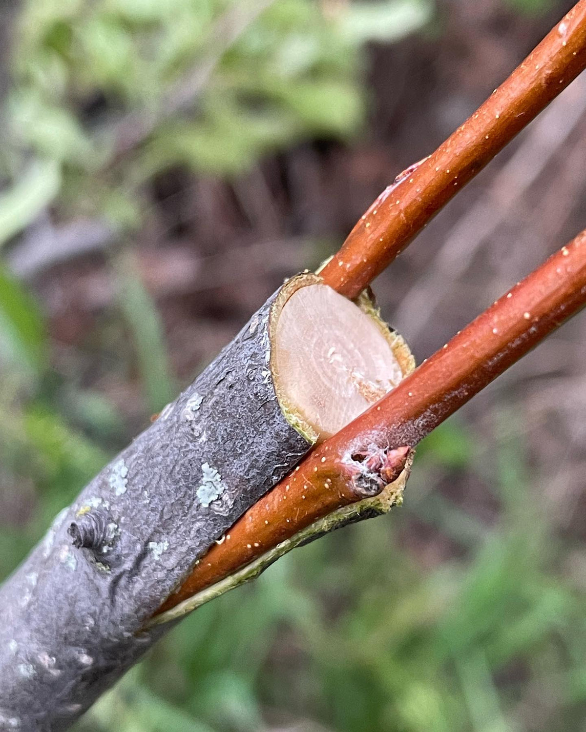 bark grafts work well on larger stock and later on in spring when the bark is slipping, it just pos apart