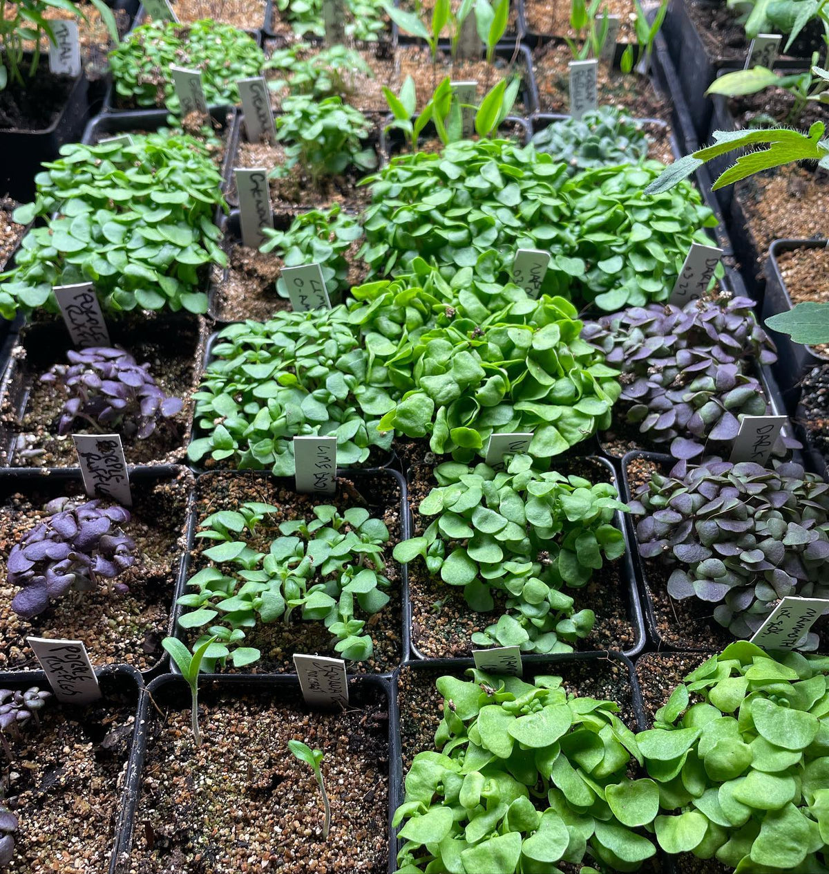 basil