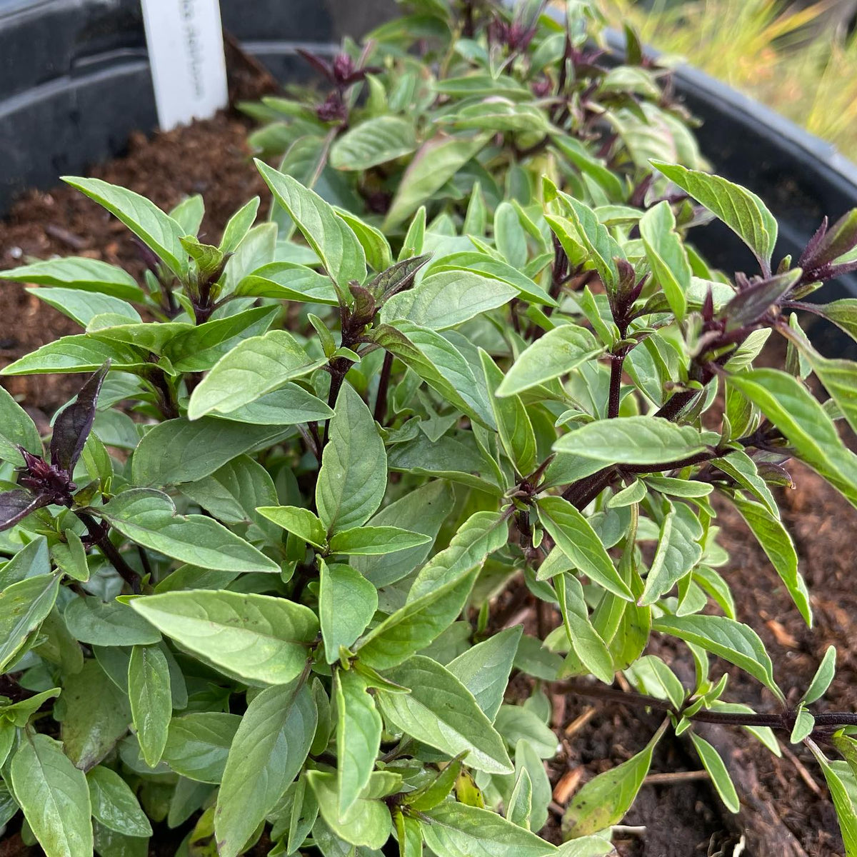 basil project, photos before I let them go to seed, image 2 of 10