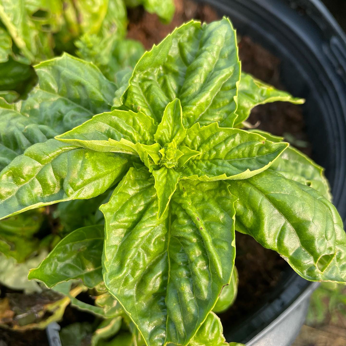 basil project, photos before I let them go to seed, image 3 of 10