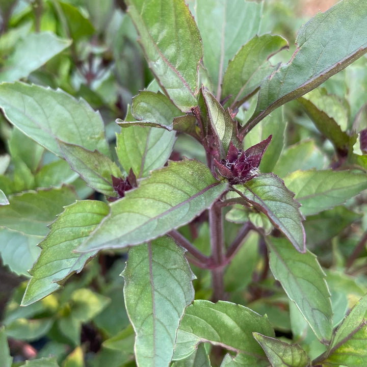 basil project, photos before I let them go to seed, image 4 of 10