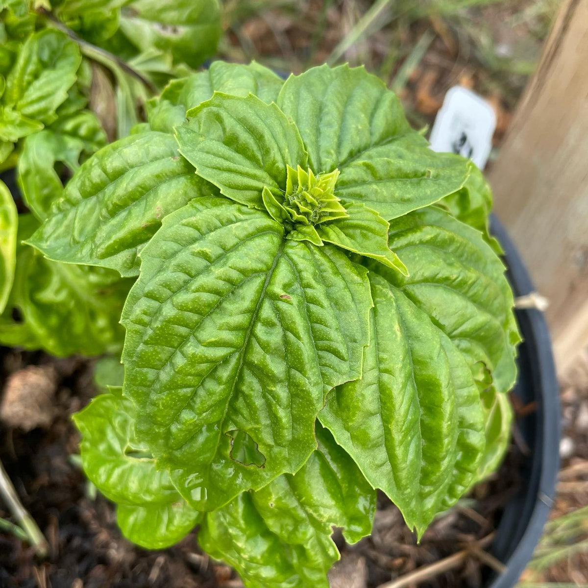 basil project, photos before I let them go to seed, image 5 of 10
