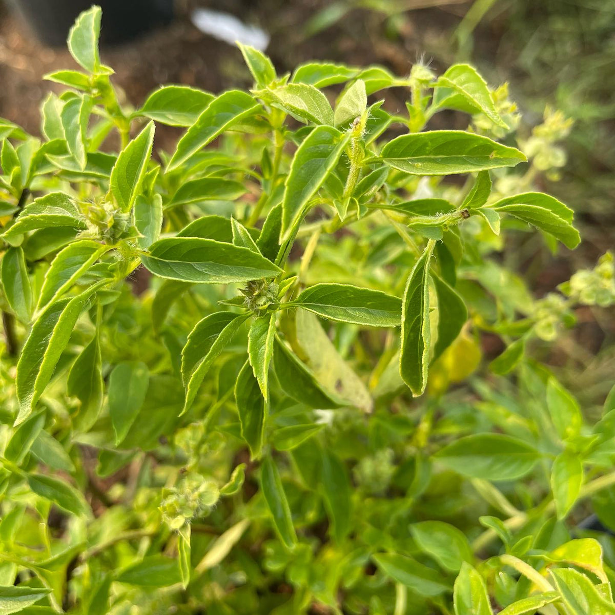 basil project, photos before I let them go to seed, image 6 of 10