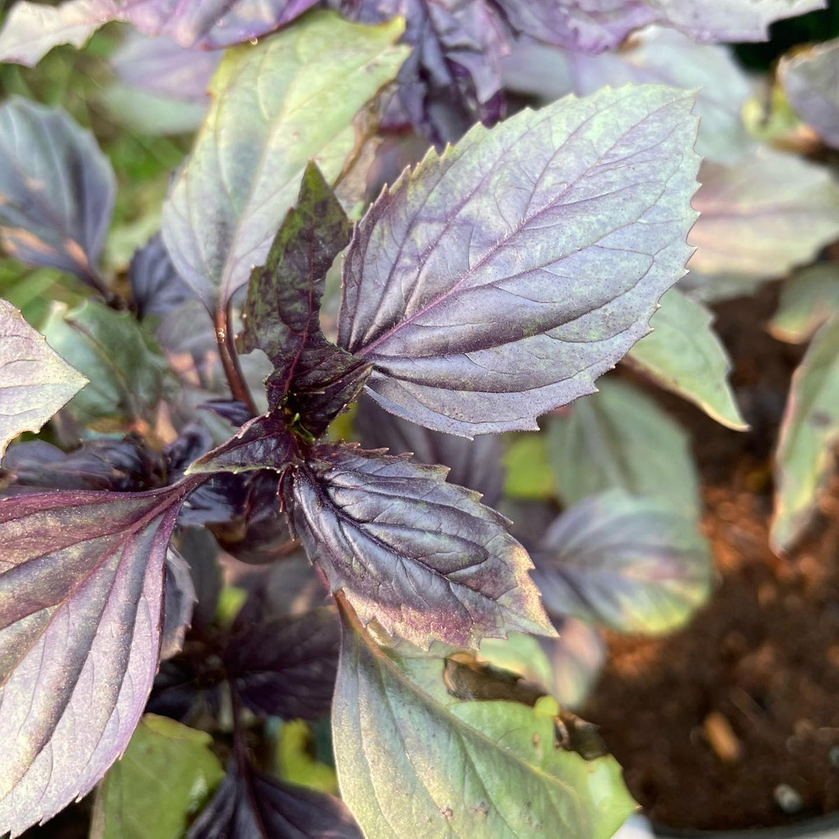 basil project, photos before I let them go to seed, image 7 of 10