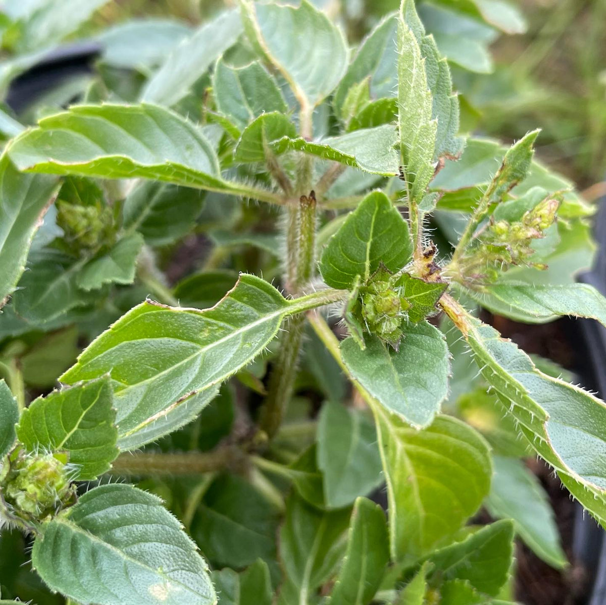 basil project, photos before I let them go to seed, image 8 of 10