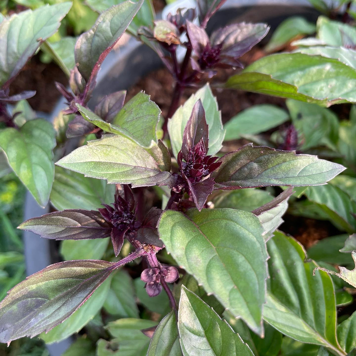 basil project, photos before I let them go to seed, image 9 of 10