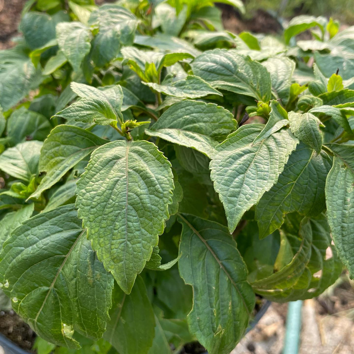 basil project, photos before I let them go to seed, image 10 of 10