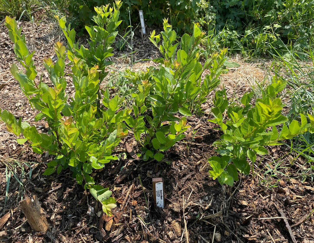 beach plum, prunus maritima