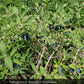 Haskap - Boreal Beast (Lonicera caerulea 'Boreal Beast')