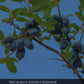 Haskap - Beauty (Lonicera caerulea 'Beauty')