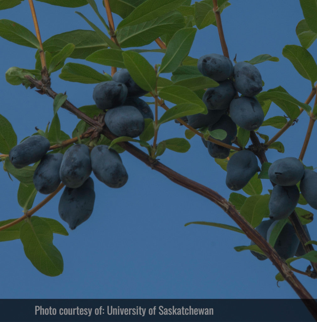 Haskap - Beauty (Lonicera caerulea 'Beauty')