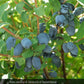 Haskap - Beauty (Lonicera caerulea 'Beauty')