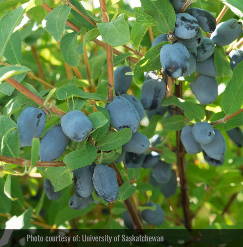 Haskap - Beauty (Lonicera caerulea 'Beauty')