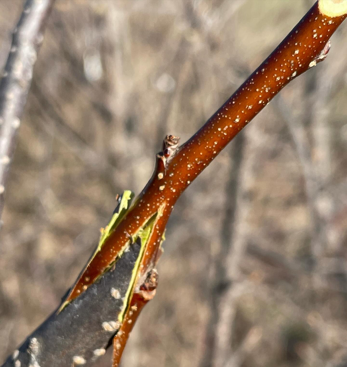 been preferring z graft as a variation of the modified cleft on larger stumps, image 1 of 2
