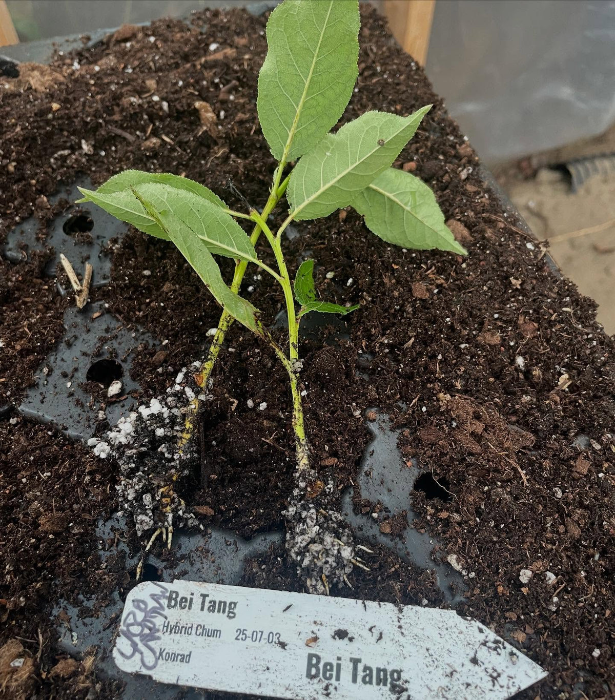 bei tang, a hybrid between cherry plum and apricot, image 1 of 3