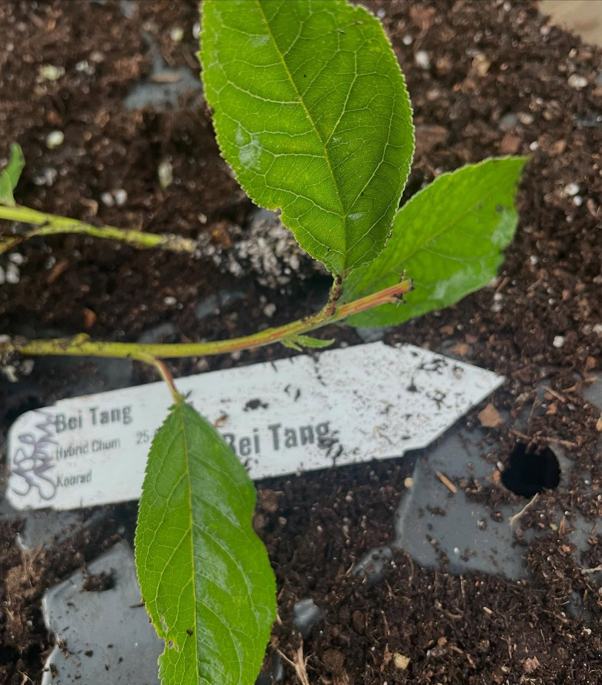 bei tang, a hybrid between cherry plum and apricot, image 2 of 3