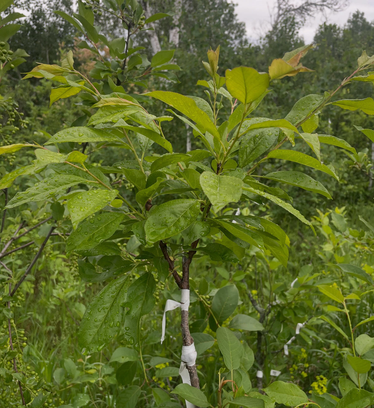 bei tang graft, before I chopped it up for cuttings, image 1 of 2