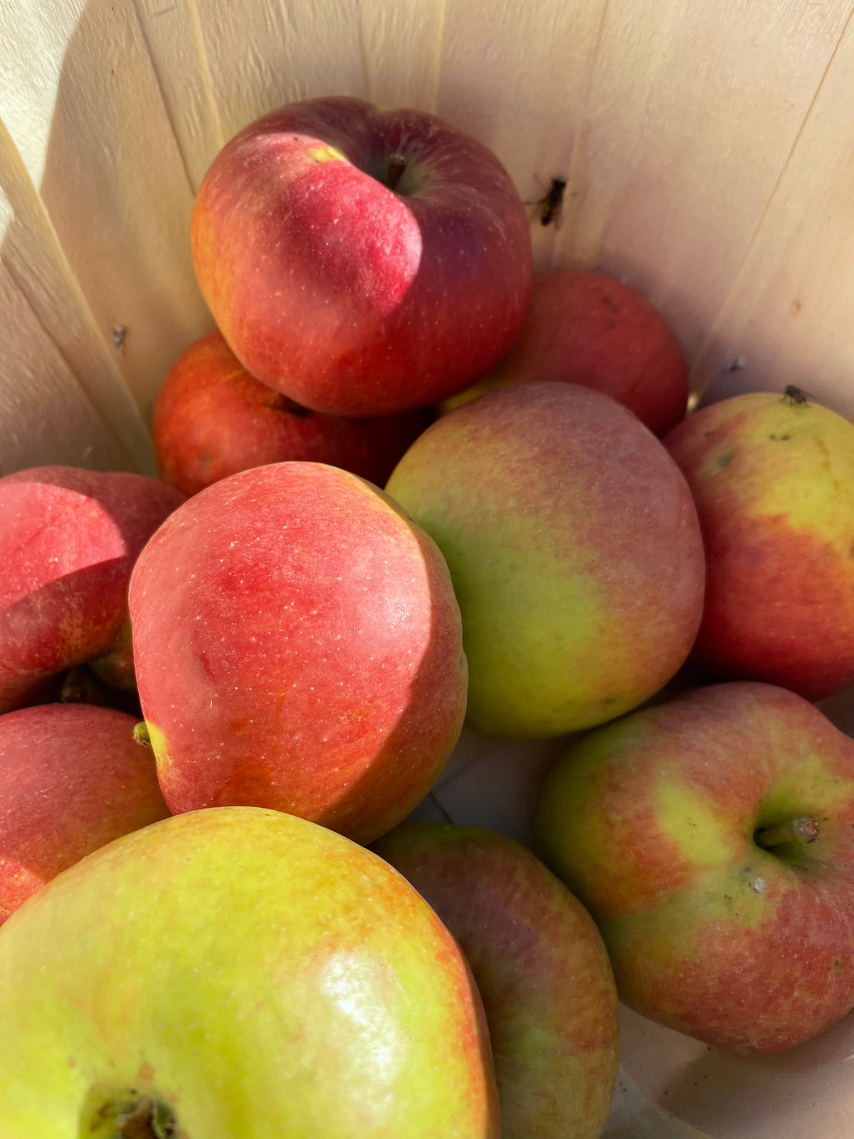 Belle de Boskoop apple fruit