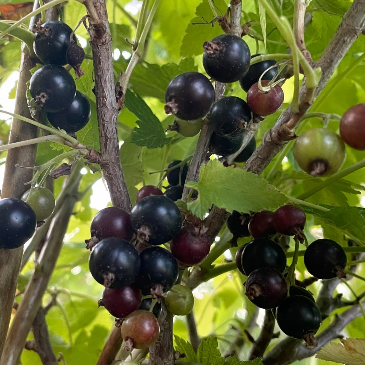 ben sarek and ben conan black currants ripe this week, image 1 of 4