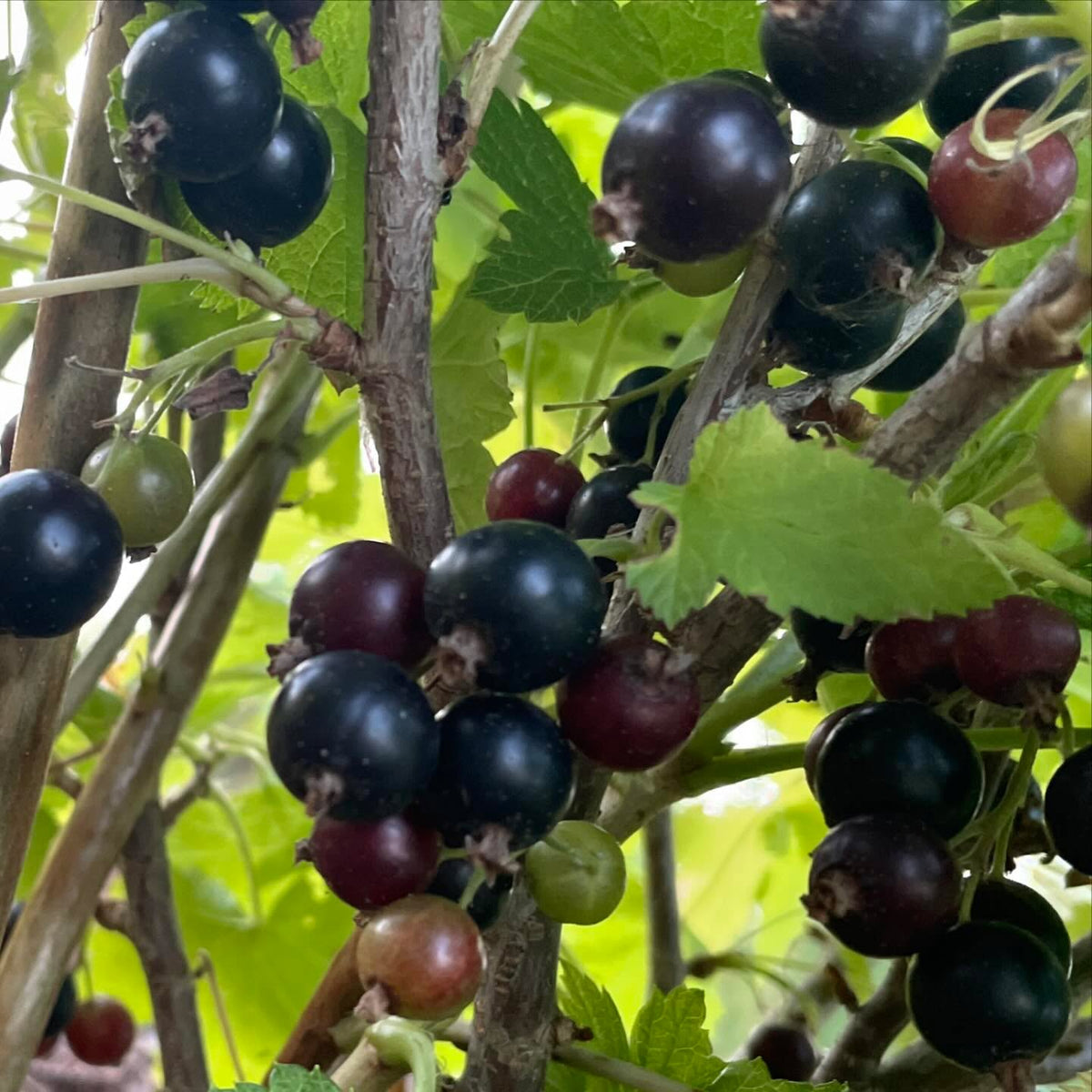 ben sarek and ben conan black currants ripe this week, image 2 of 4