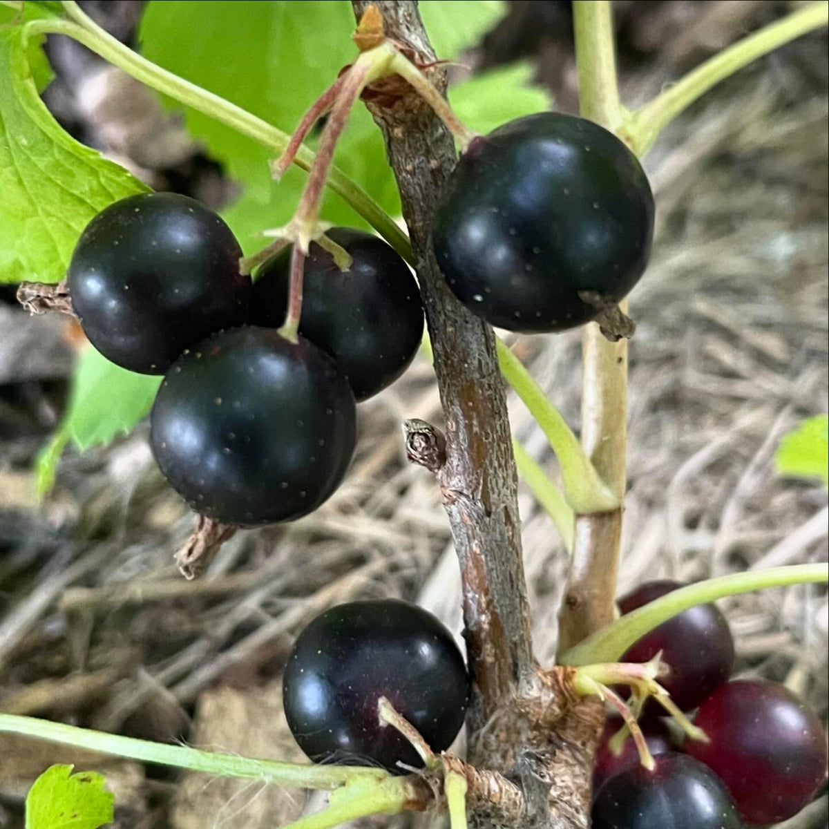 ben sarek and ben conan black currants ripe this week, image 3 of 4