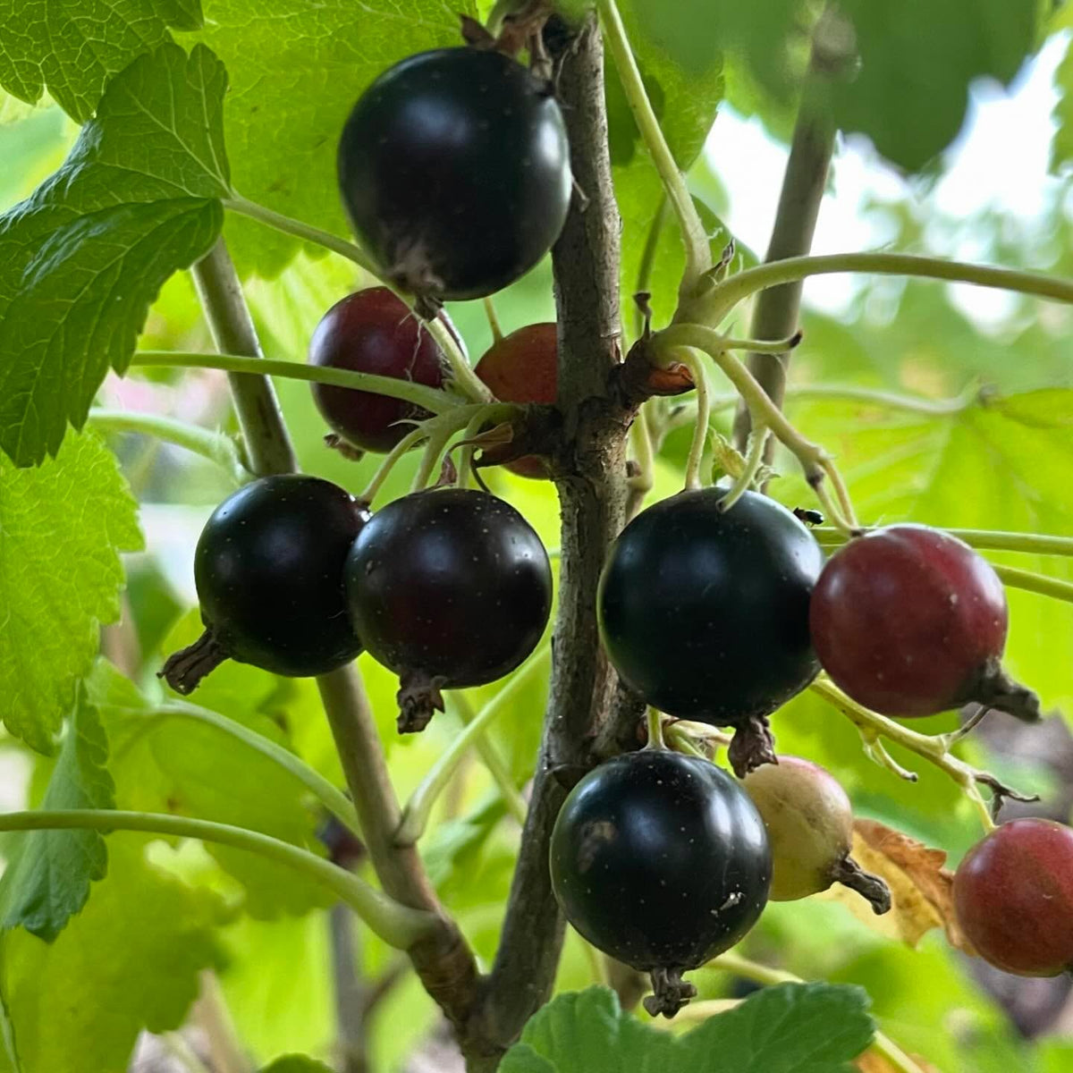 ben sarek and ben conan black currants ripe this week, image 4 of 4