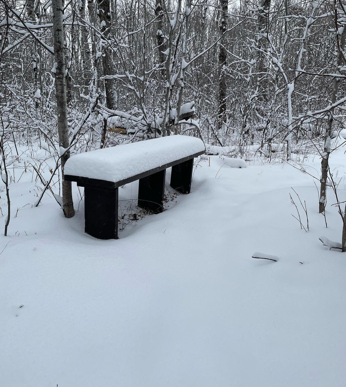 bench along my favourite trail, haven’t brushed it off yet to keep an eye on how much snow we get