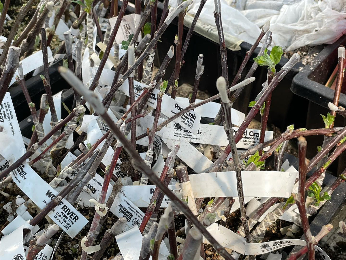 bench grafted apples are waking up and ready to plant, image 1 of 2