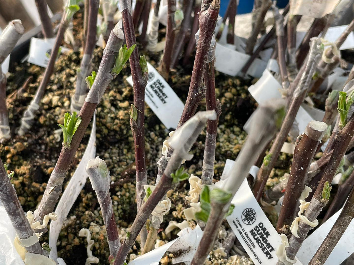 bench grafted apples are waking up and ready to plant, image 2 of 2