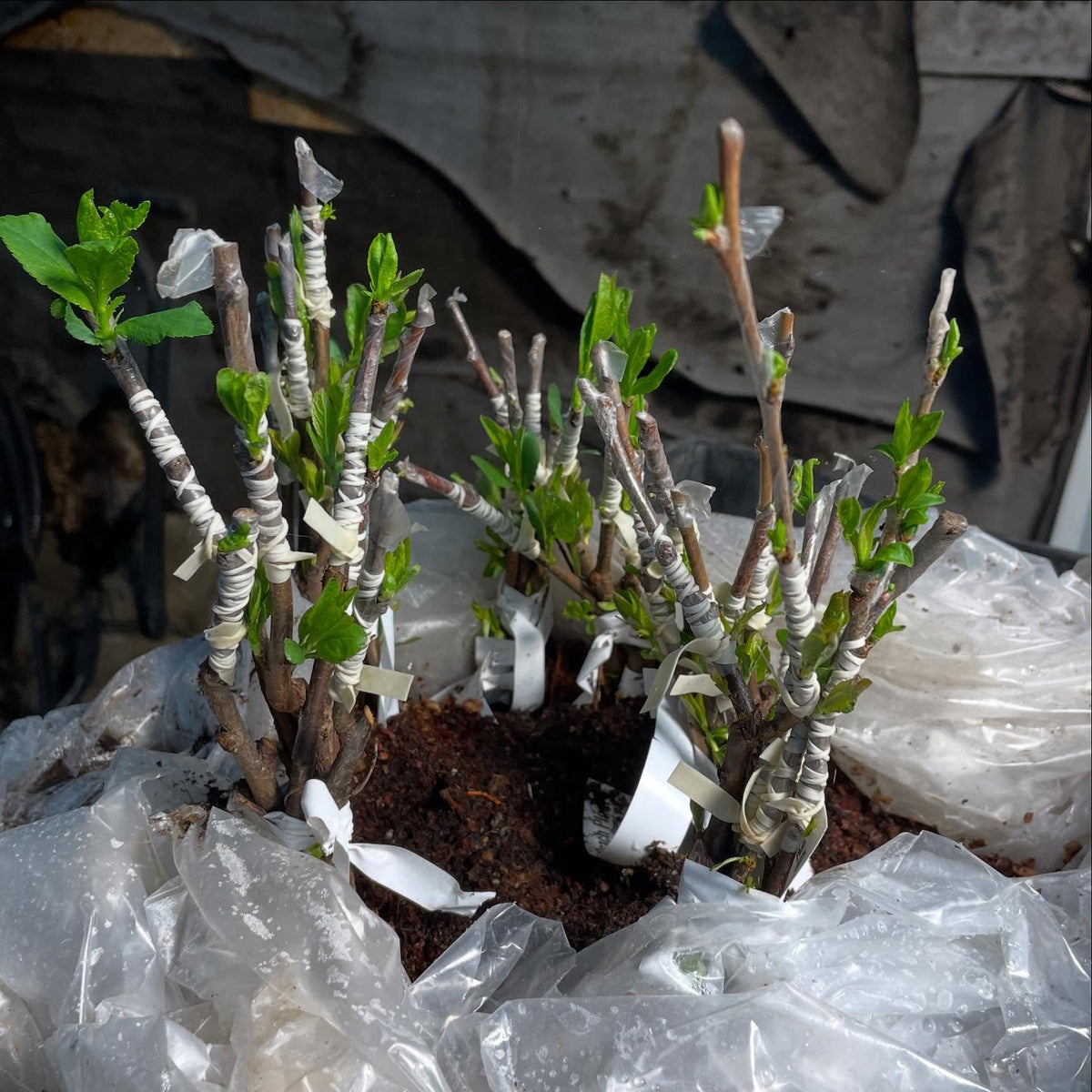 bench grafted plums, done kinda late in the season but maybe the timing will work, image 1 of 2