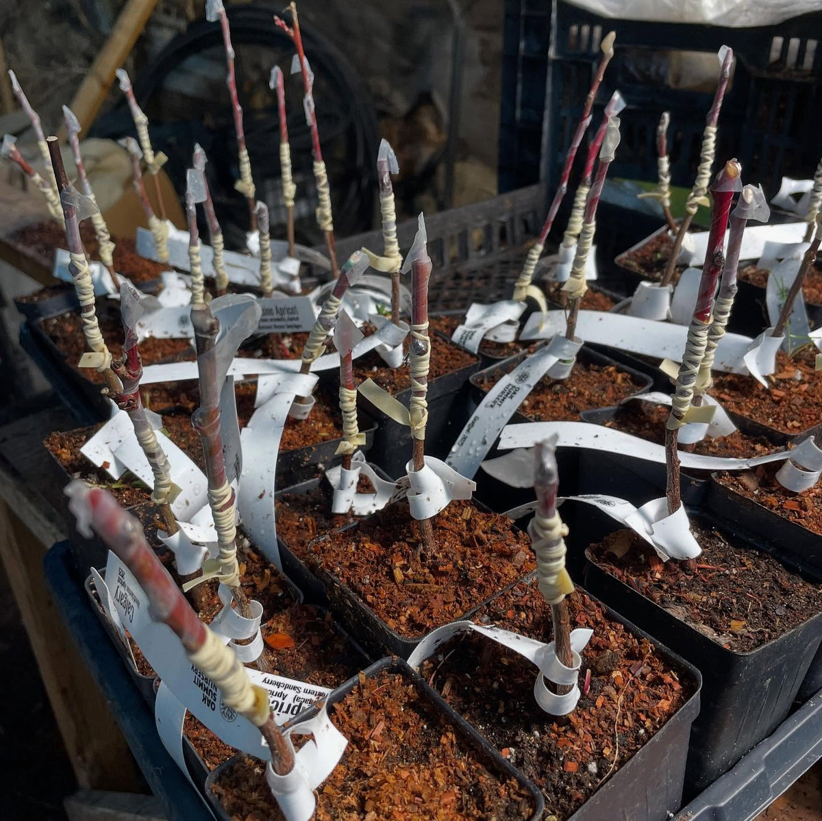 bench grafted plums, done kinda late in the season but maybe the timing will work, image 2 of 2