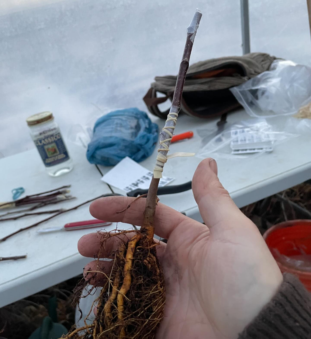 bench grafting apples last spring, the conventional and a few root grafts, image 1 of 6