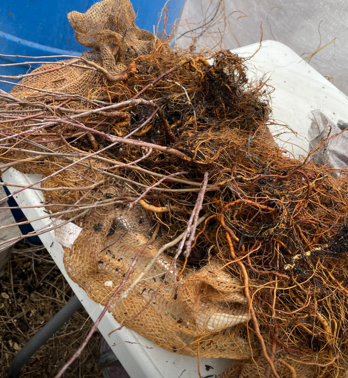 bench grafting apples last spring, the conventional and a few root grafts, image 2 of 6