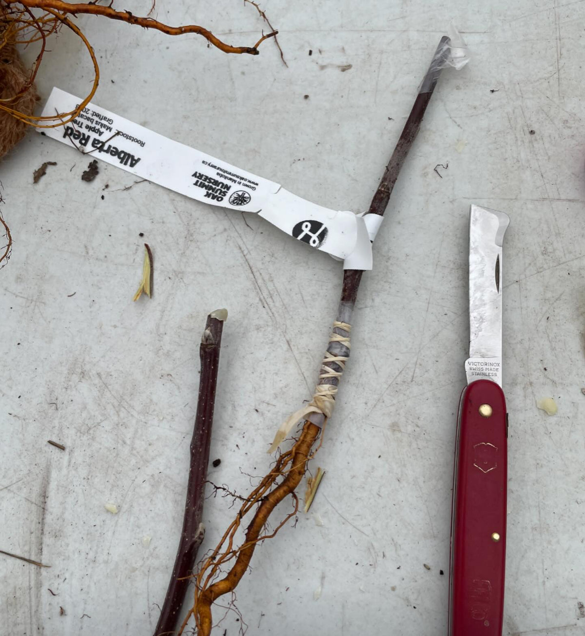 bench grafting apples last spring, the conventional and a few root grafts, image 3 of 6