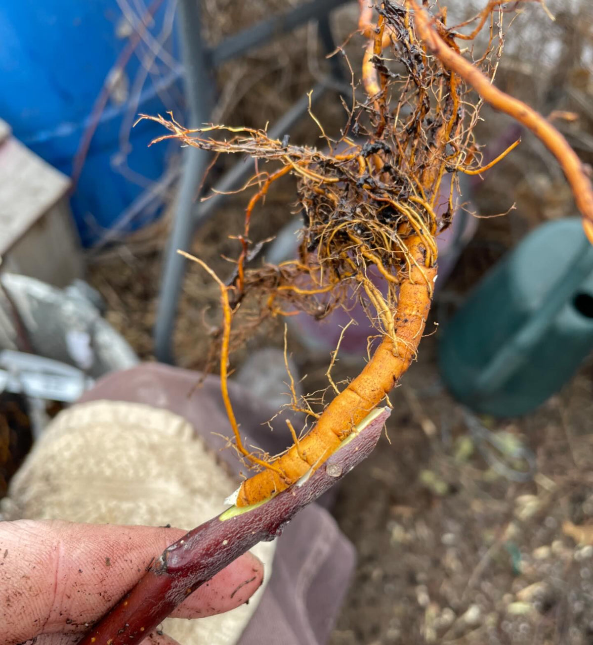 bench grafting apples last spring, the conventional and a few root grafts, image 4 of 6