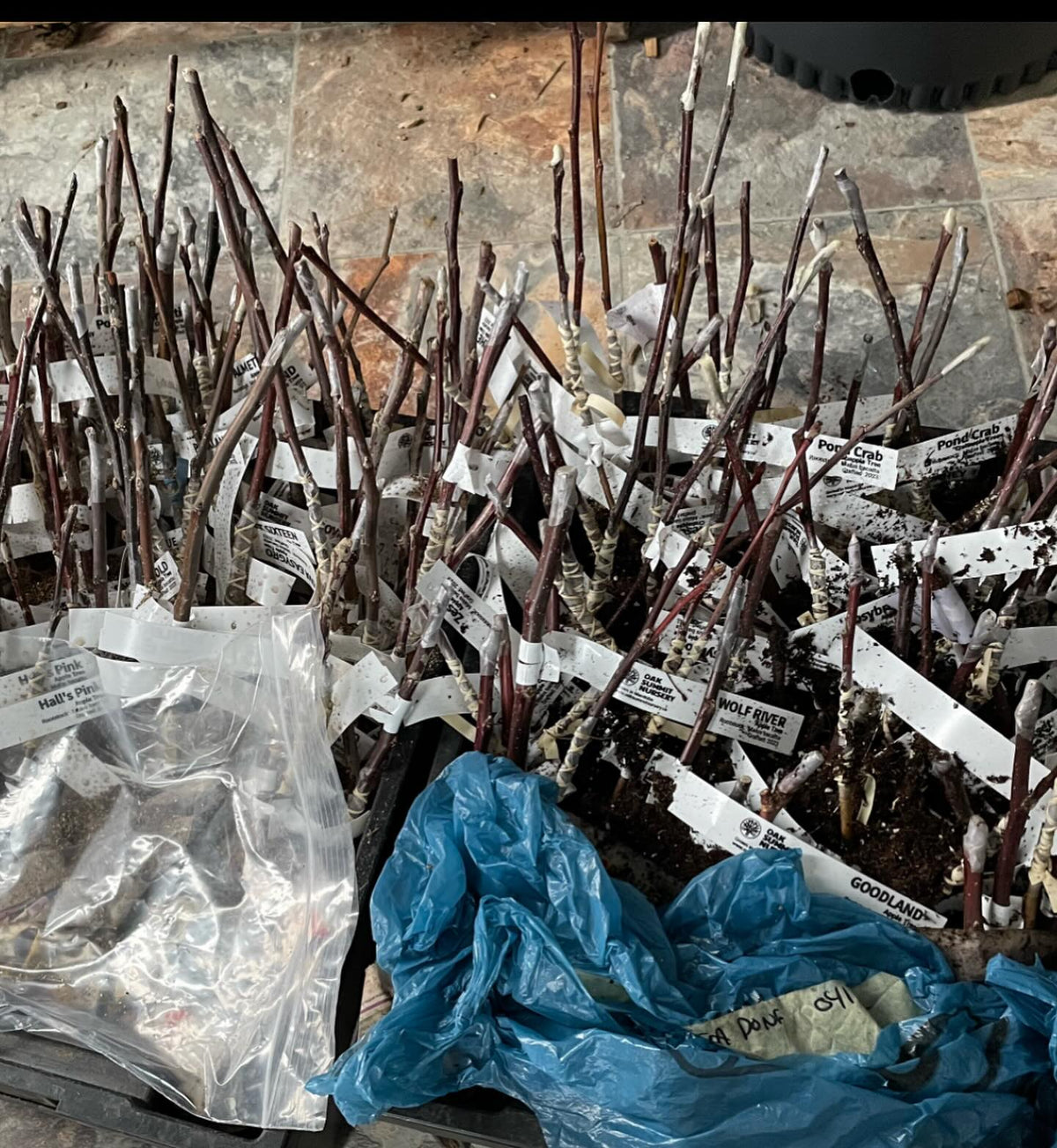 bench grafting apples last spring, the conventional and a few root grafts, image 5 of 6